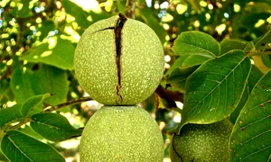 fruit 222042 1280 jpg