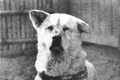 Hachiko a murit la 8 martie 1935 din cauza unui cancer în fază terminală și a unor viermi filiformi la inimă jpeg