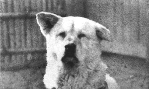 Hachiko a murit la 8 martie 1935 din cauza unui cancer în fază terminală și a unor viermi filiformi la inimă jpeg
