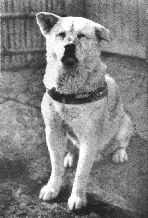 Hachiko a murit la 8 martie 1935 din cauza unui cancer în fază terminală și a unor viermi filiformi la inimă