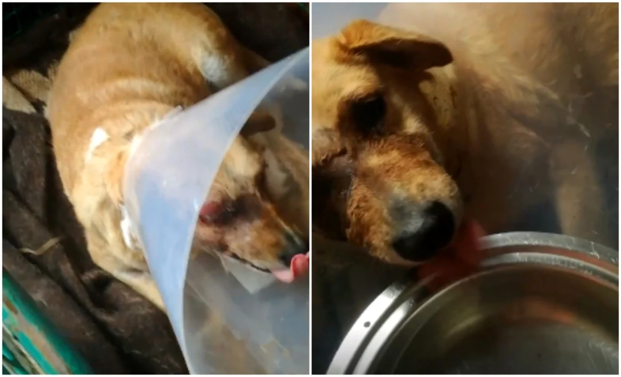 Căţeluşa Lia începe să se recupereze FOTO: Colaj Adevărul