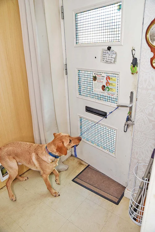 Câinele este responsabil inclusiv cu închiderea casei în care locuieşte femeia