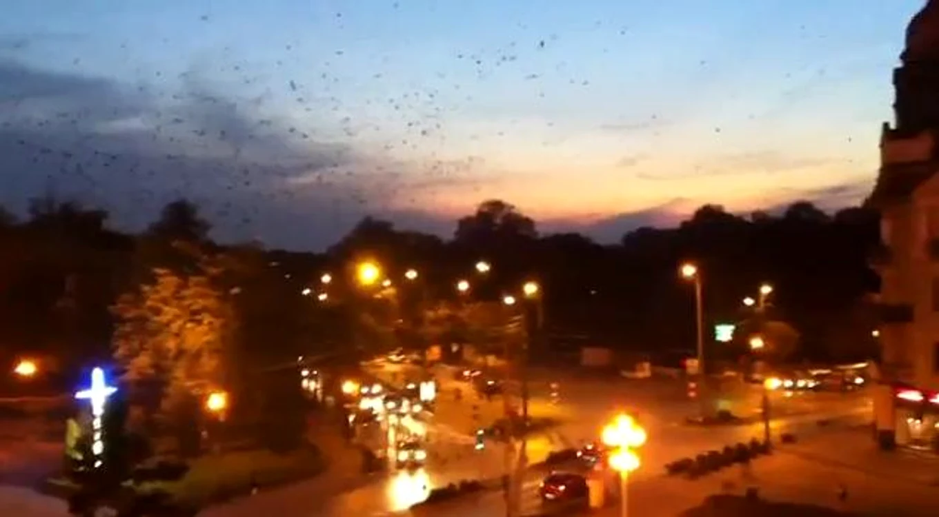 Ciorile au pus stăpânire pe centrul Timişoarei