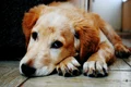 dog 1846066 1280 jpg