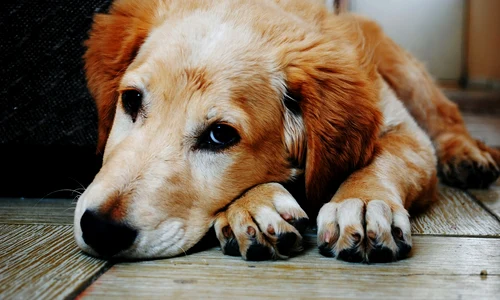 dog 1846066 1280 jpg