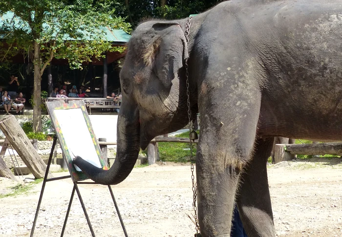 Elefantul pictor face demonstraţii de talent în fiecare săptămânăFoto: Caters
