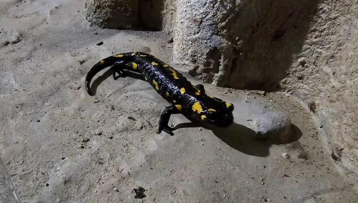 Salamandră FOTO: Administraţia Bazinală de Apă (ABA) Argeş-Vedea