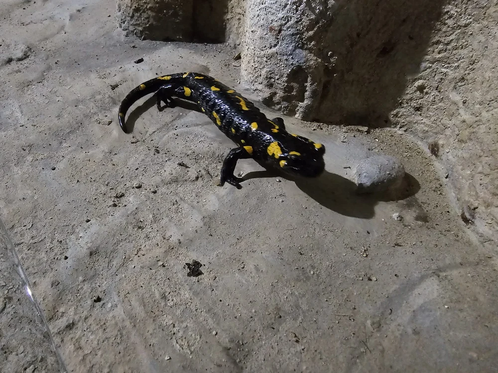 O salamandră de foc care și-a petrecut iarna în galeriile unui baraj din România a ieşit din hibernare