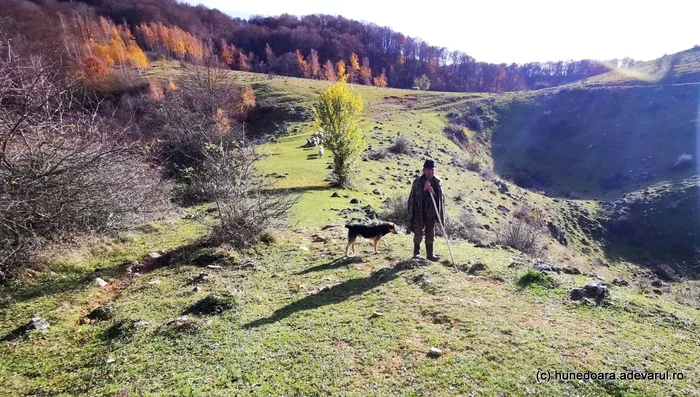 Ciobanii nu vor mai putea fi angajați „la negru” FOTO: Adevărul/Daniel Guță