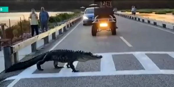 Aligator Florida
