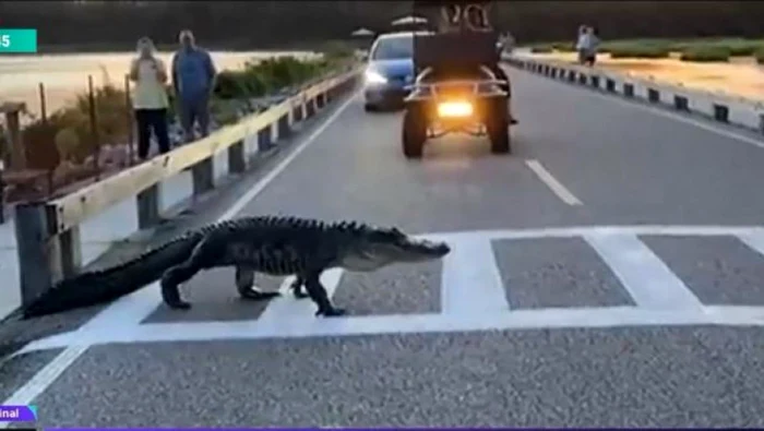 Aligator traversând trecerea de pietoni. Foto: Captură Video