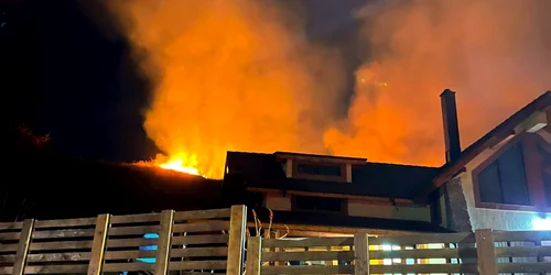 incenidu vegetatie