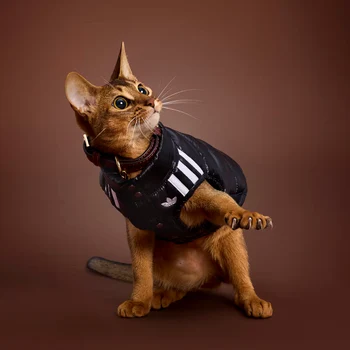 Noile haine Adidas pentru animale / foto: houseofheat