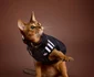Noile haine Adidas pentru animale / foto: houseofheat