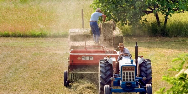 muncitori agricultura foto pixabay