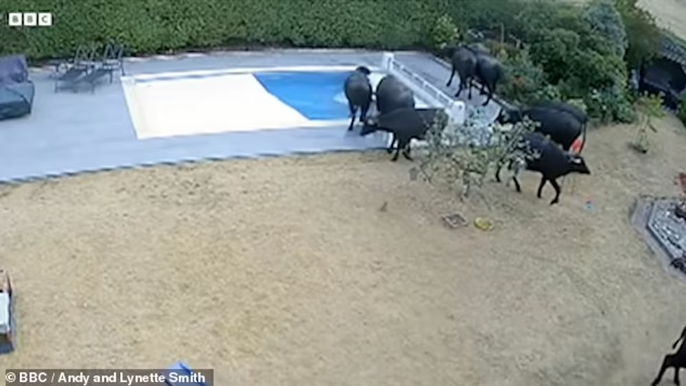 Momentul în care o turmă de bivoli intră în grădina unei familii din Anglia și se aruncă în piscină. Pagube de 28.000 de euro VIDEO