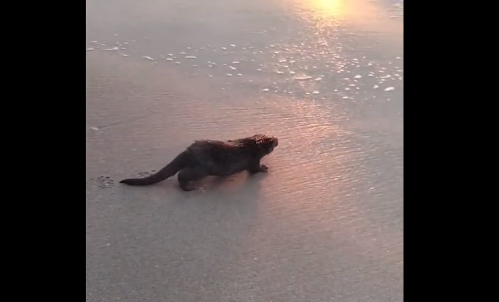 Apariție neașteptată pe plaja Eforie: „Vidra nu este un animal foarte prietenos cu omul“ VIDEO 