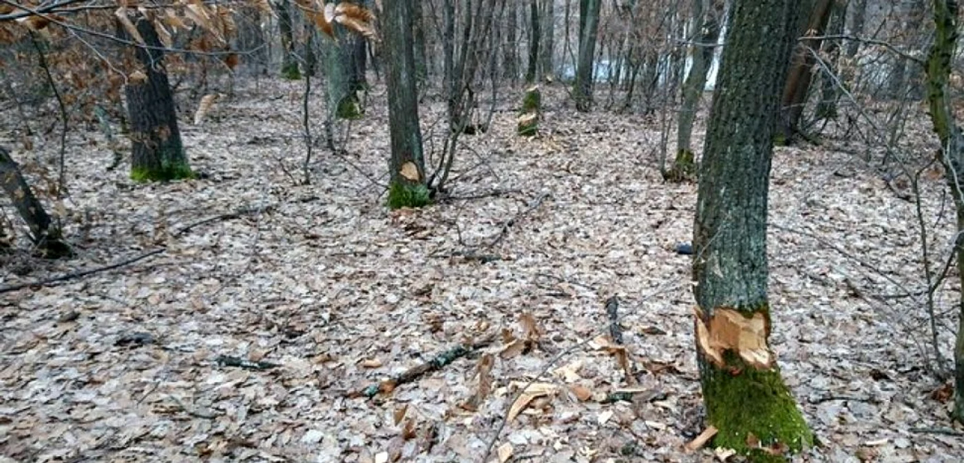 Copacii au fost tăiaţi sau ciuntiţi.