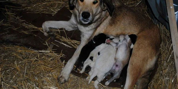 Adăpost pentru animale în judeţul Constanţa. Construcţia va găzdui câini maidanezi FOTO Iubim Animalele