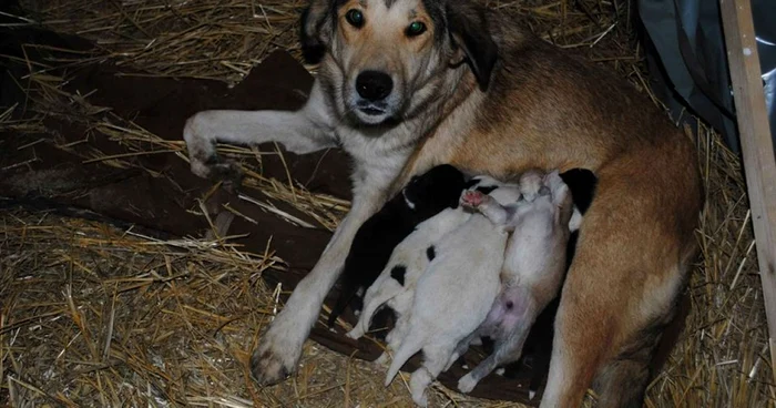 Câinii fără stăpân vor fi găzduiţi în adăpost FOTO Iubim Animalele