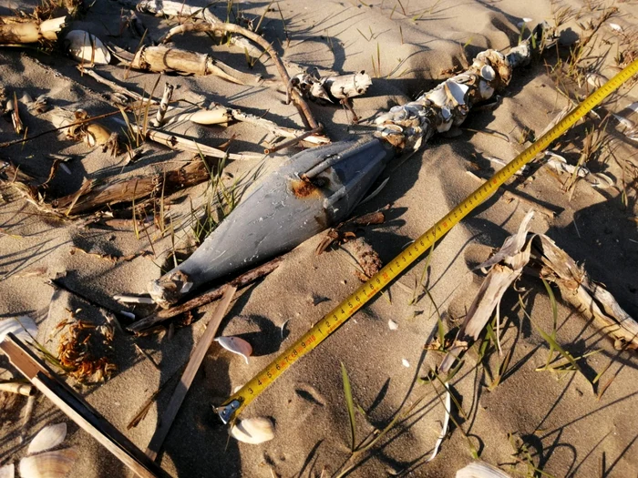Lovitură inertă descoperită pe plajă FOTO MAPN