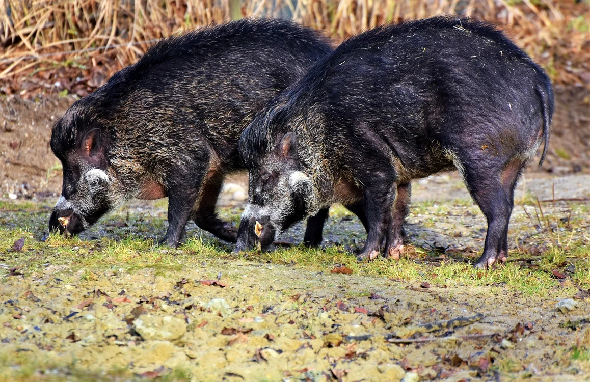 
    Autorităţile din judeţul Prahova au primit conformarea existenţei a 18 noi cazuri de pestă porcină africanăFoto Pixabay.com  