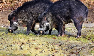 boar 3214069 1920 jpeg