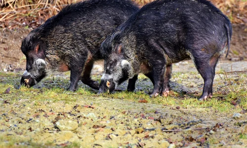boar 3214069 1920 jpeg