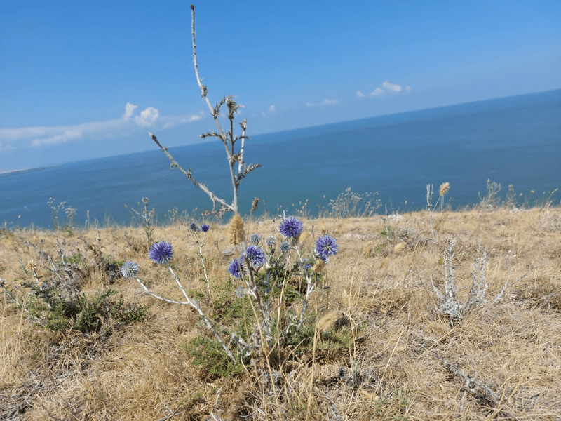Capul Doloșman, Raiul interzis turiștilor. Locul unde se avântă călifarul alb și unde se ascunde șarpele rău 