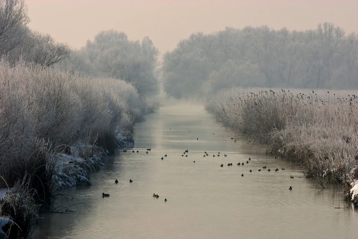 Delta, în pericol din cauza braconierilor