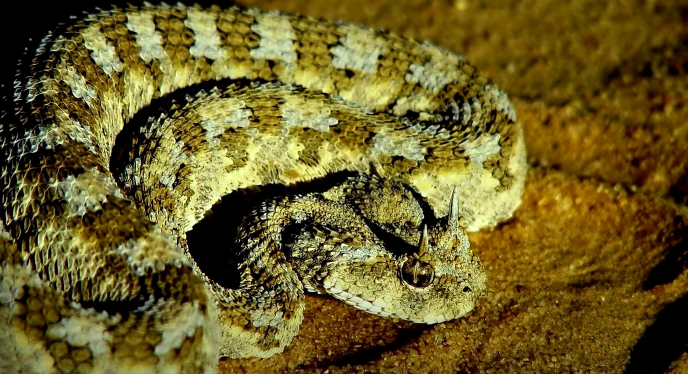 În România, vipera cu corn este întâlnită în sud-vestul țării / Foto: Captură video