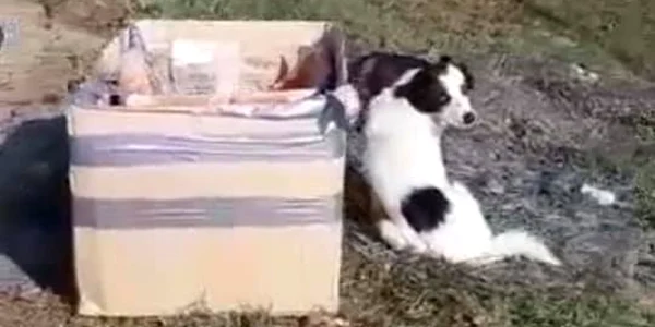 catelusa cu pui abandonata 