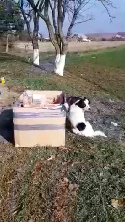 catelusa cu pui abandonata