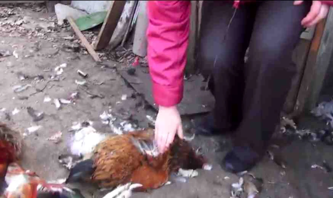 Sătenii sunt neliniştiţi din pricina atacurilor asupra găinilorcaptură video