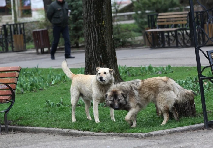 Poliţiştii au fost nevoiţi să folosească armele pentru a goni animaleleFoto: arhiva Click!