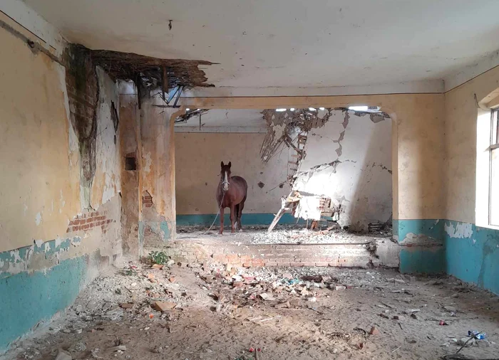 Un cal a intrat în căminul cultural din satul Păișani Foto: Eugen Fota