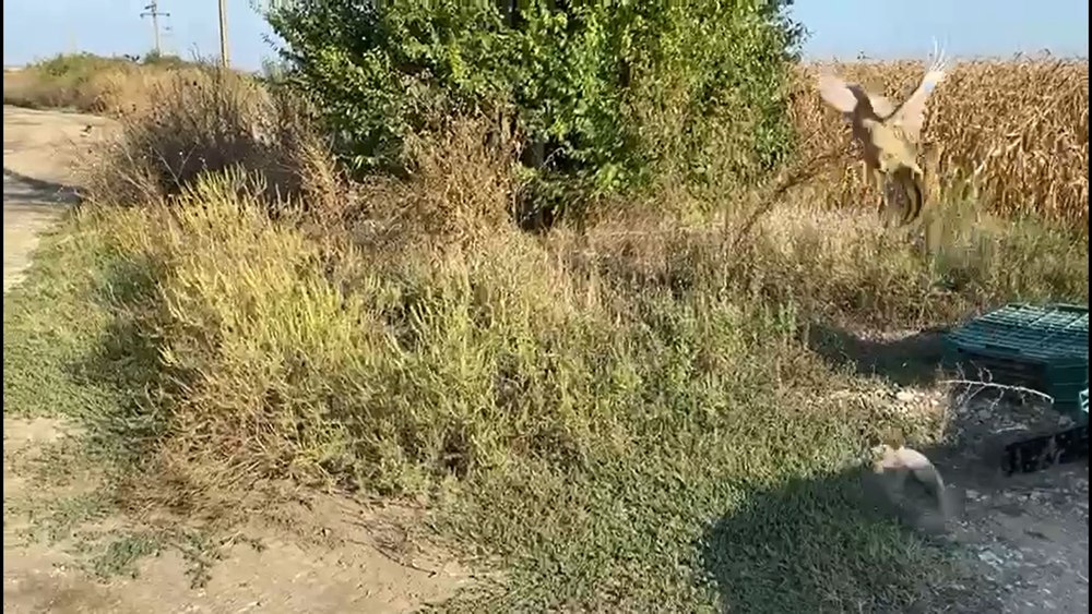 Domeniile de vânătoare, populate cu fazani. În Dâmbovița, o mie de păsări au fost eliberate în sălbăticie VIDEO