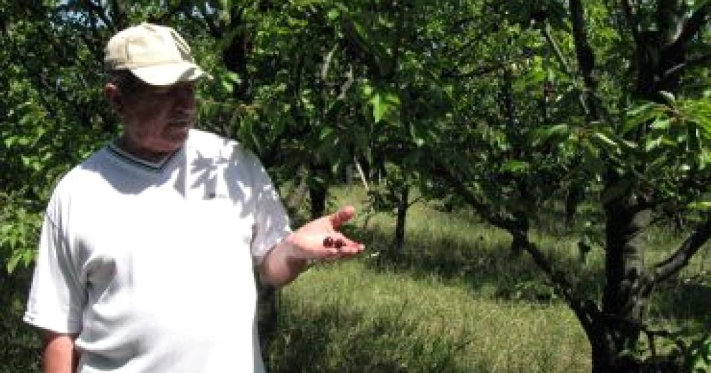 Iaşi: Părintele cireşelor de soi din Moldova (FOTO ŞI VIDEO)