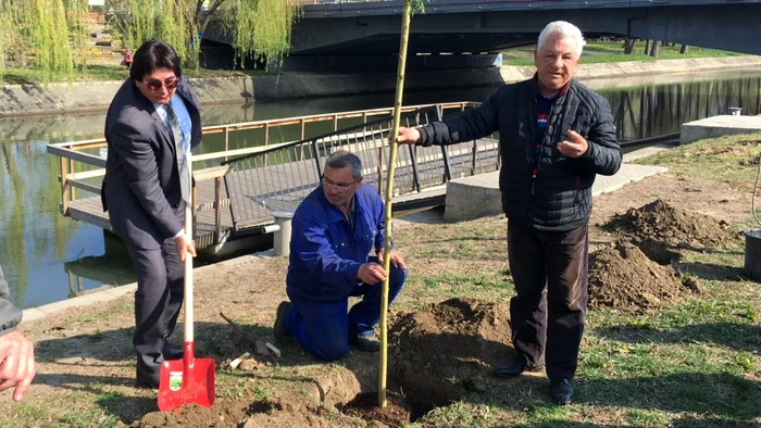 Primarul Timişoarei a ţinut să fie primul care plantează o salcie, pe malul Begăi