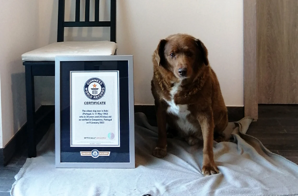 Bobi este cel mai bătrân câine din toate timpurile FOTO Guinness World Records