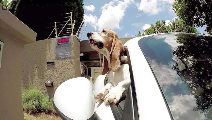 
    Floppy nu se lasă plimbat cu maşina decât dacă este Porsche  