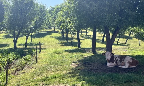 Ca la mama acasă 2 jpg