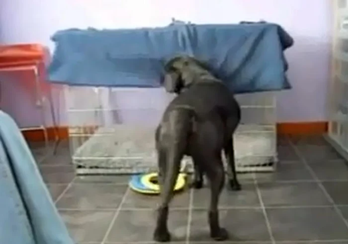 
    Poate cineva să-i citească cel puţin o poveste, înainte de culcare?Foto: Captură Youtube  