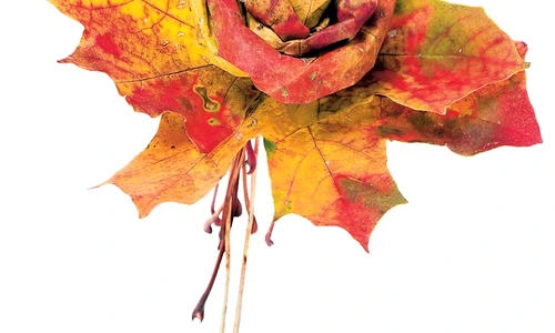 1 54999 original jpg jpeg