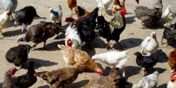 Furajele pentru păsări sunt cele care se falsifică cel mai des