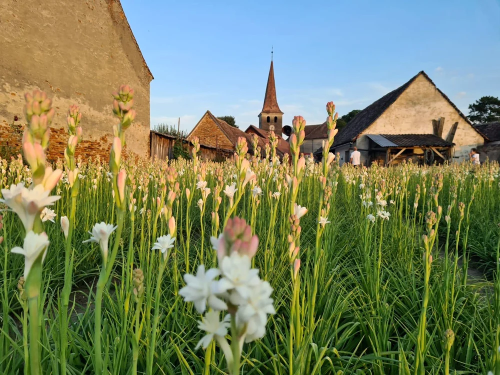 Hoghilag este un sătuc ascuns în inima Transilvaniei / foto: Turnul Sfatului