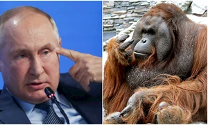 Vladimir Putin conflict urangutan
