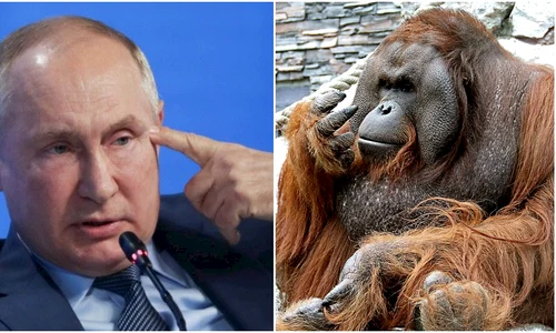 Vladimir Putin conflict urangutan