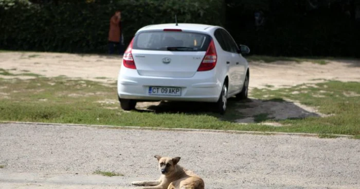 Câinii otrăviţi din Năvodari