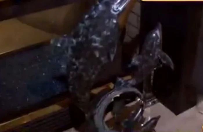 Nick Rădoi (FOTO ACCES DIRECT)